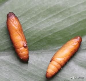 桃有蟲|桃蛀螟:生物學特性,形態特徵,生活習性,生長繁殖,寄主植物,危害特。